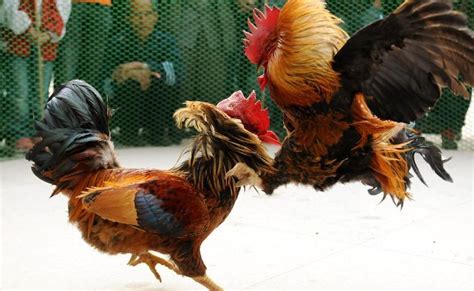 sabong ng manok in english|Sabong Meaning .